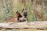 MALINOIS 274